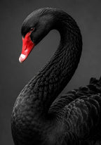 Black Swan