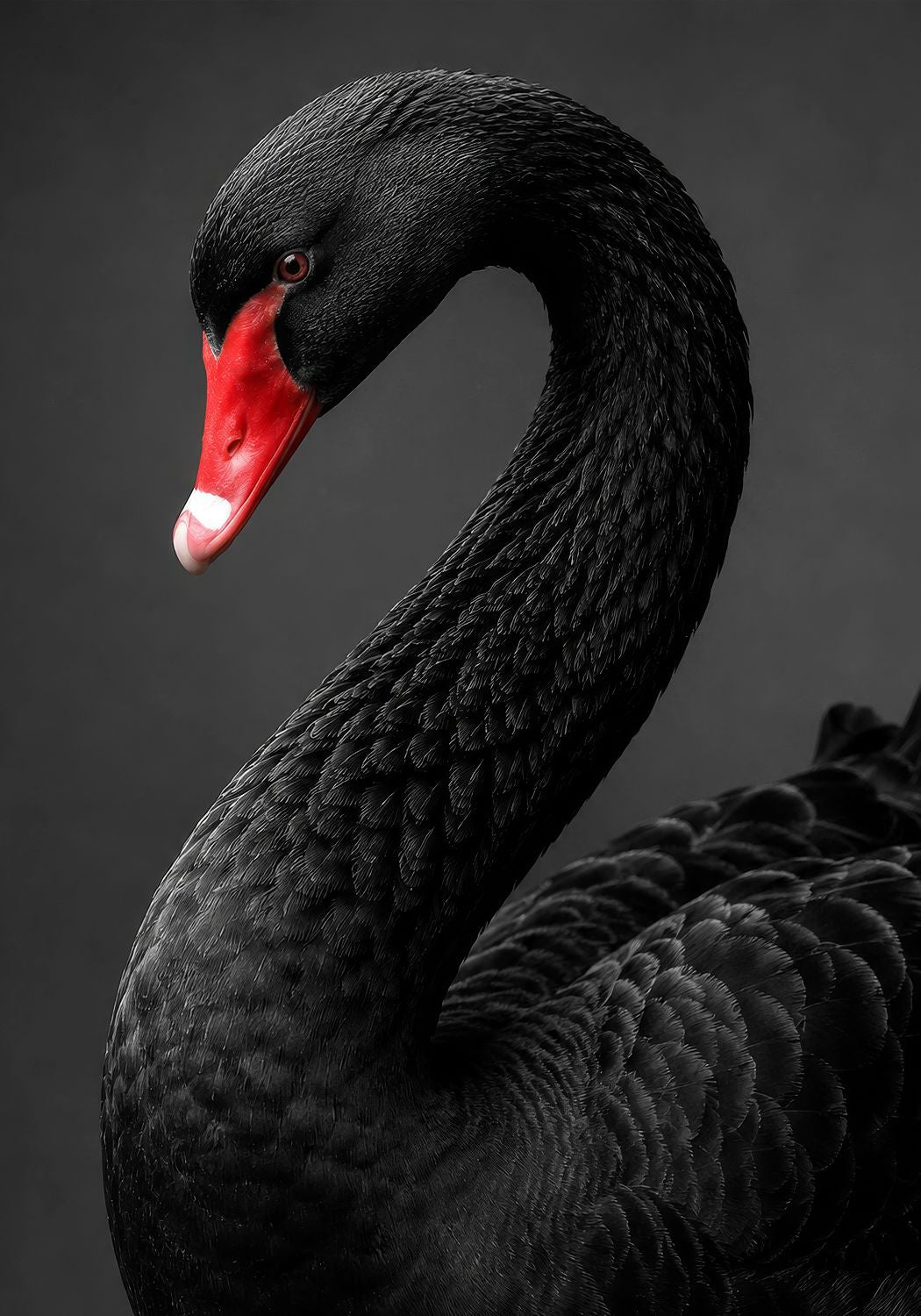 Black Swan