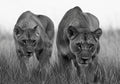 Lionesses Together