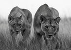 Lionesses Together