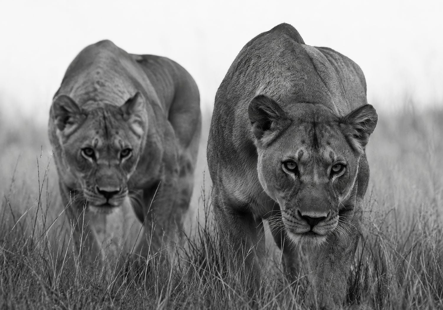 Lionesses Together