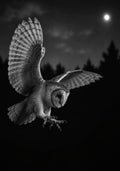 Barn Owl at Night