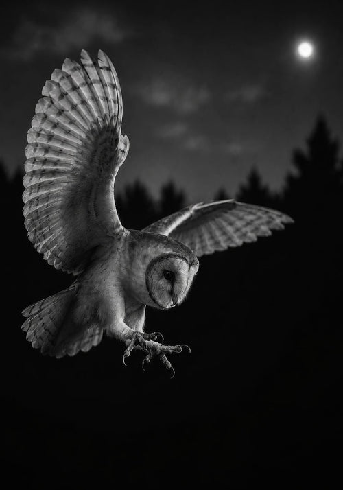 Barn Owl at Night