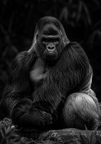 The Silverback Gorilla