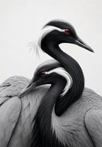 Demoiselle Cranes Together