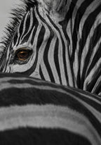 Zebras Glance