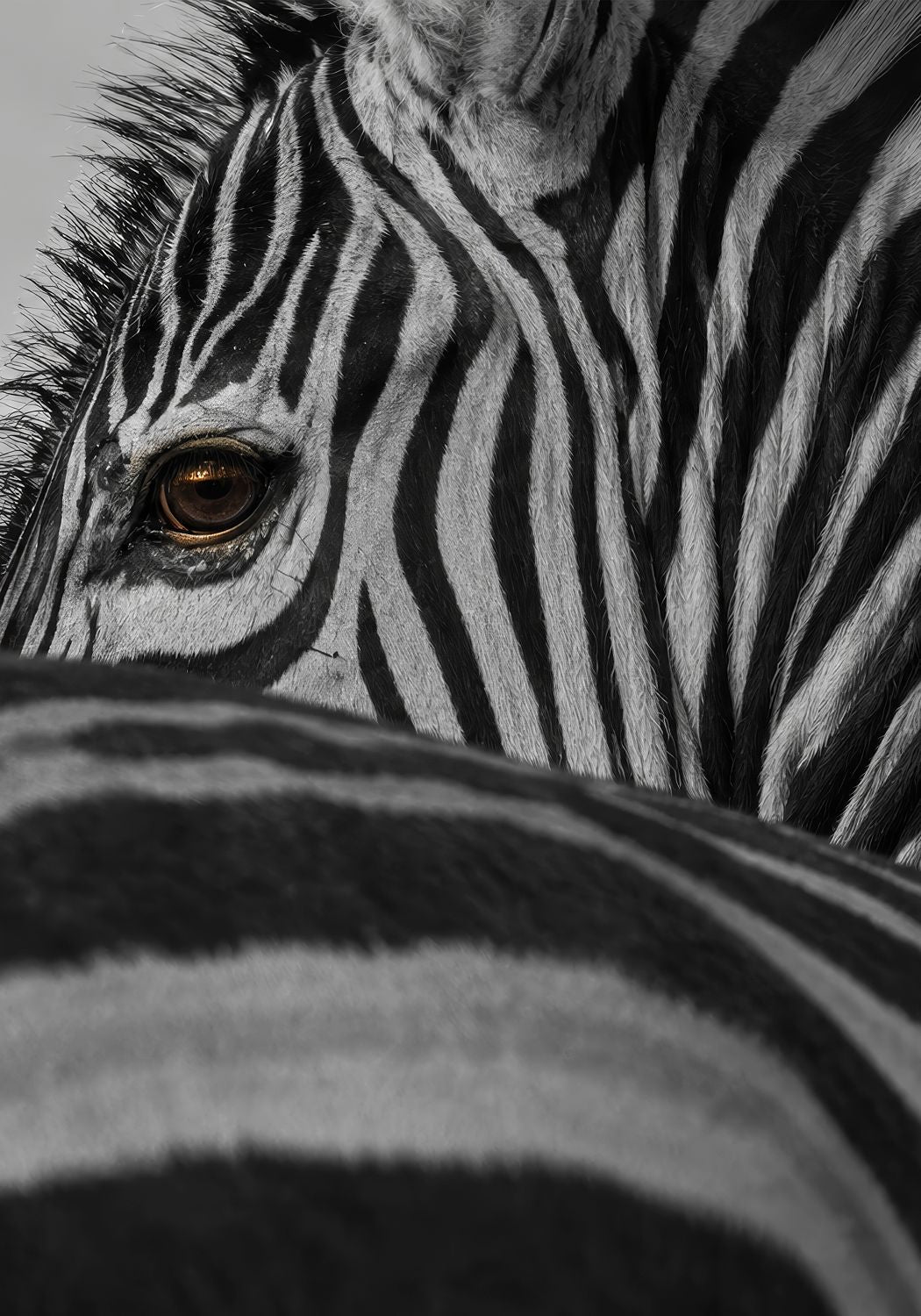 Zebras Glance