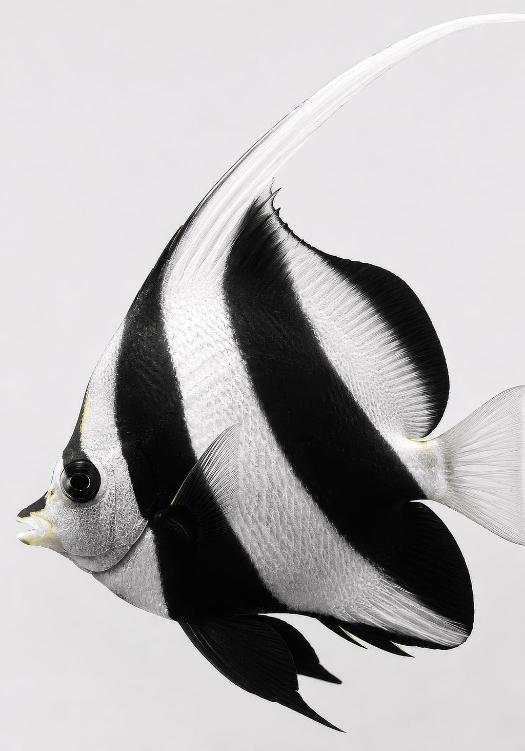 Moorish Idol