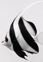 Moorish Idol