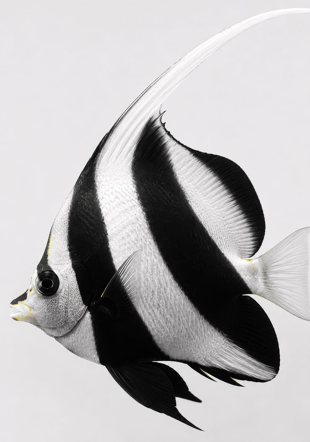 Moorish Idol