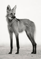 The Mane Wolf