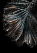 A Floating Veil (Betta Fish)