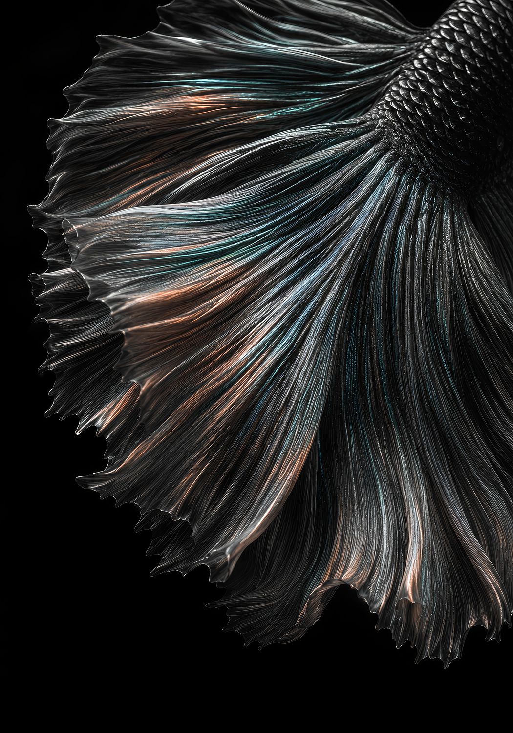 A Floating Veil (Betta Fish)