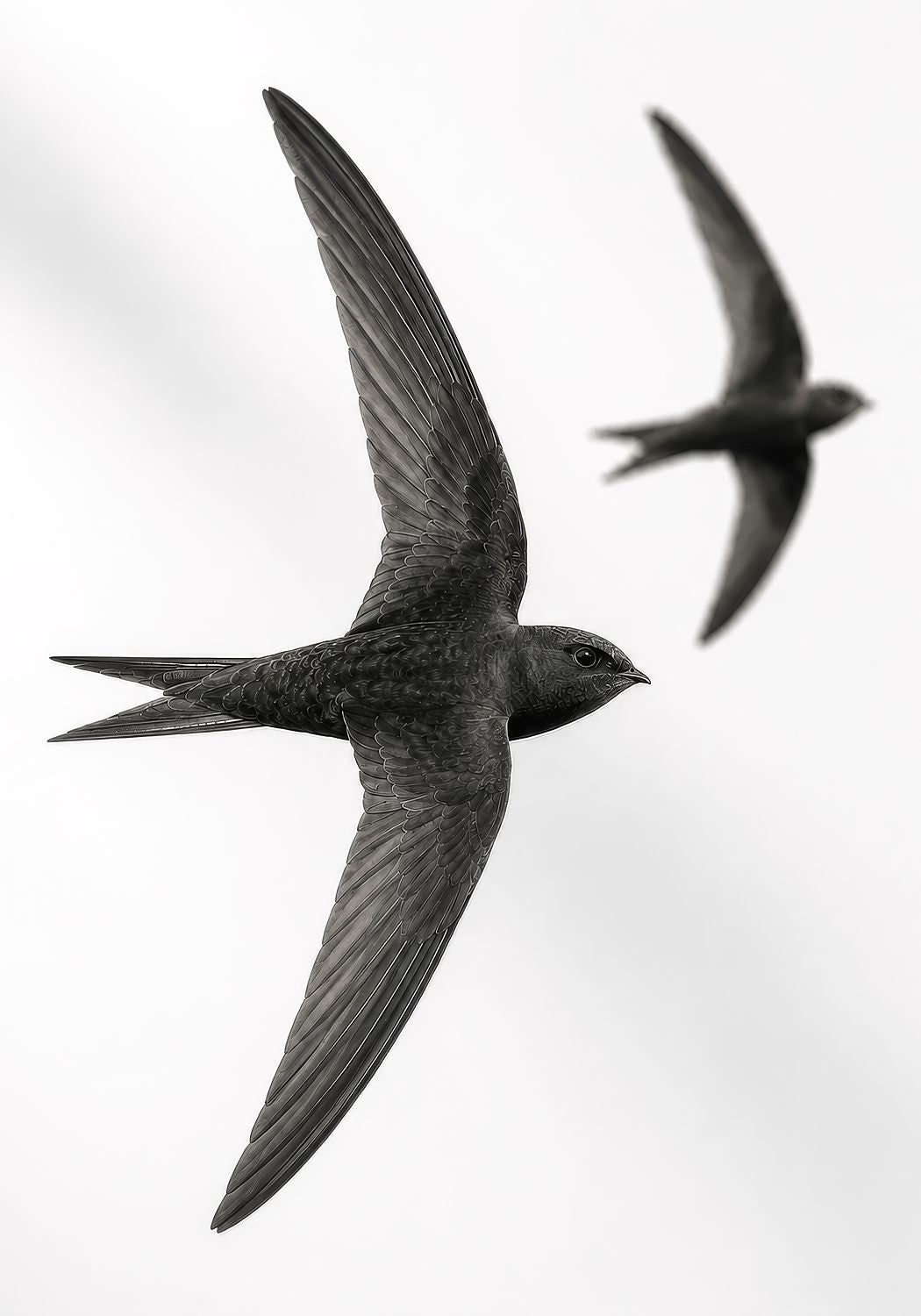 Swifts Together