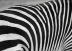 The Zebras Pattern
