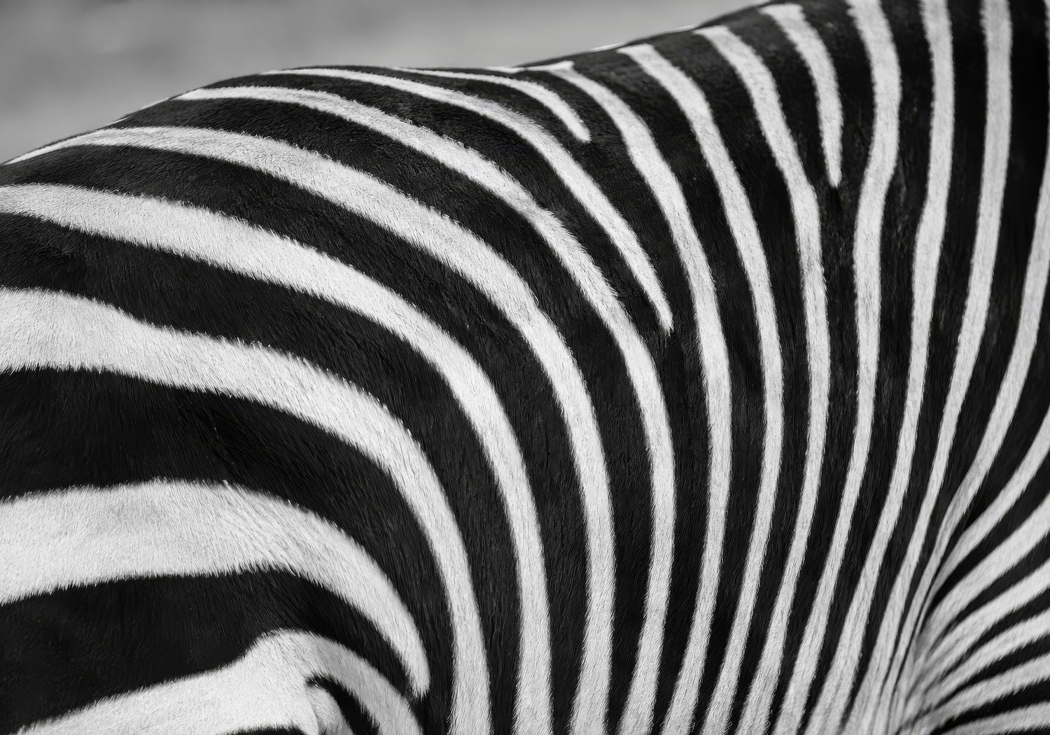 The Zebras Pattern