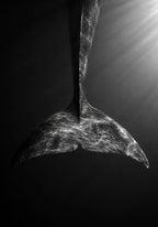 Tail of the Blue Whale 