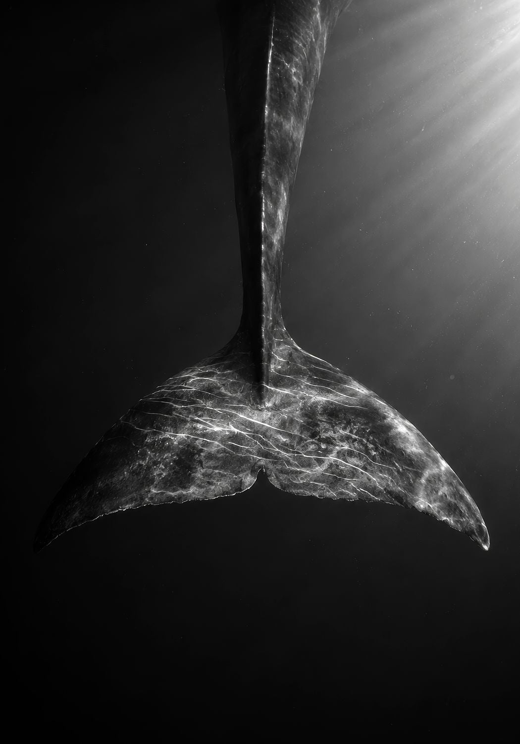 Tail of the Blue Whale 