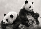 Great Pandas Together