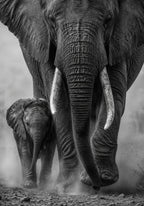 Elephants Together