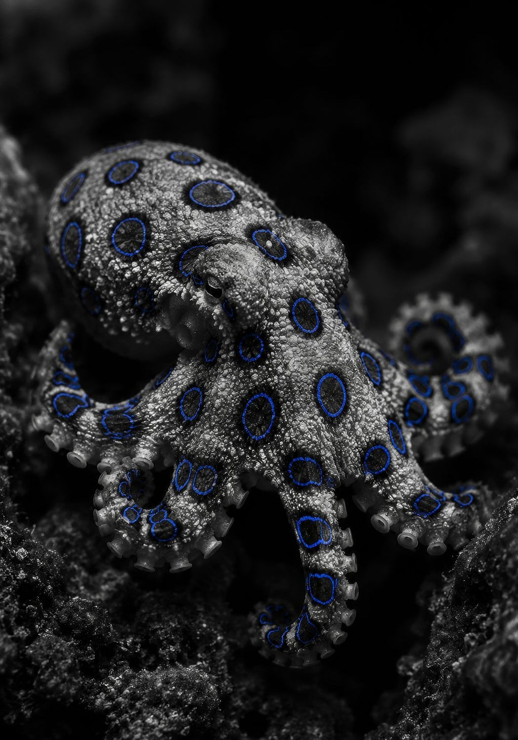 The Blue Ringed Octopus