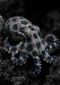 The Blue Ringed Octopus