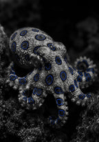 The Blue Ringed Octopus