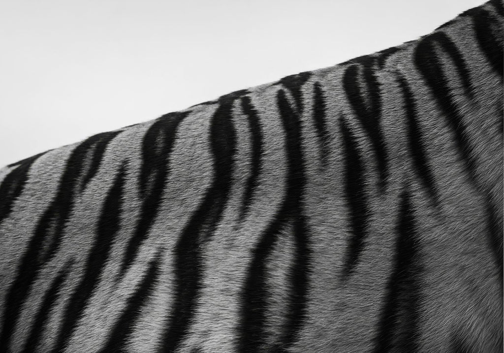 The Tigers Pattern