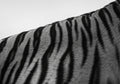 The Tigers Pattern