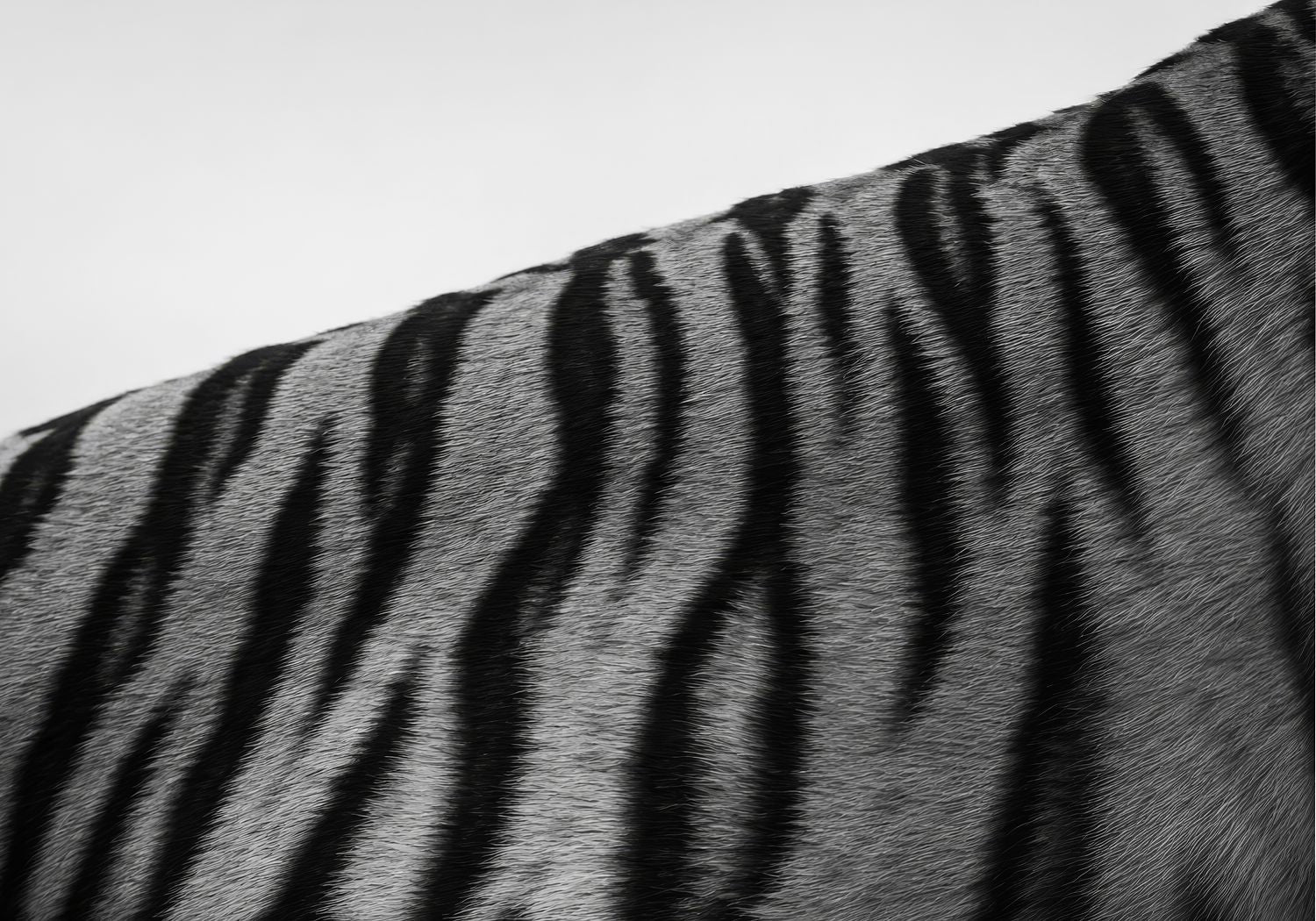 The Tigers Pattern