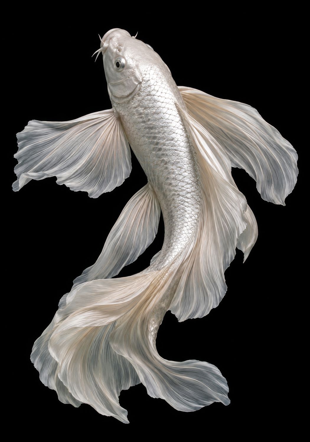 The Platinum Koi (Upstream)