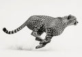 Cheetah in Motion