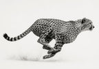 Cheetah in Motion