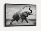 The African Elephant