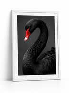 The Black Swan