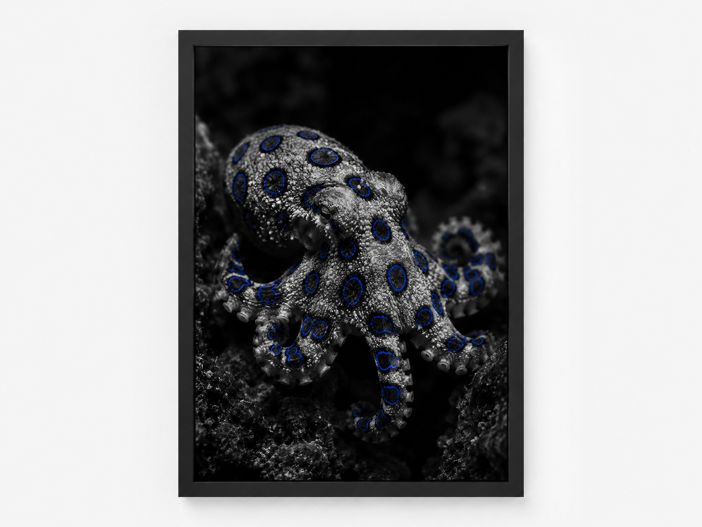 The Blue Ringed Octopus