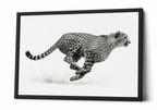 The Cheetah in Motion