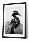 Demoiselle Cranes Together