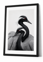 Demoiselle Cranes Together