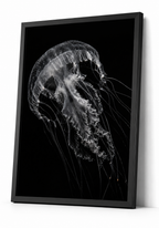Deepstaria Jelly