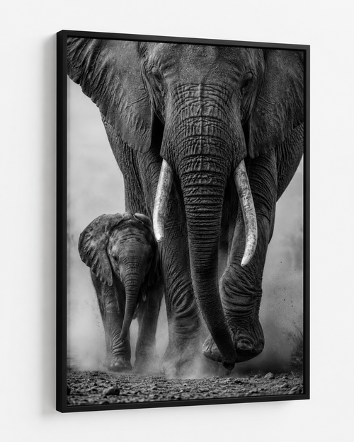 Elephants Together