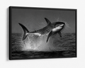 The Great White Shark Breach