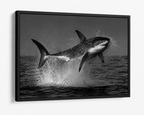 The Great White Shark Breach