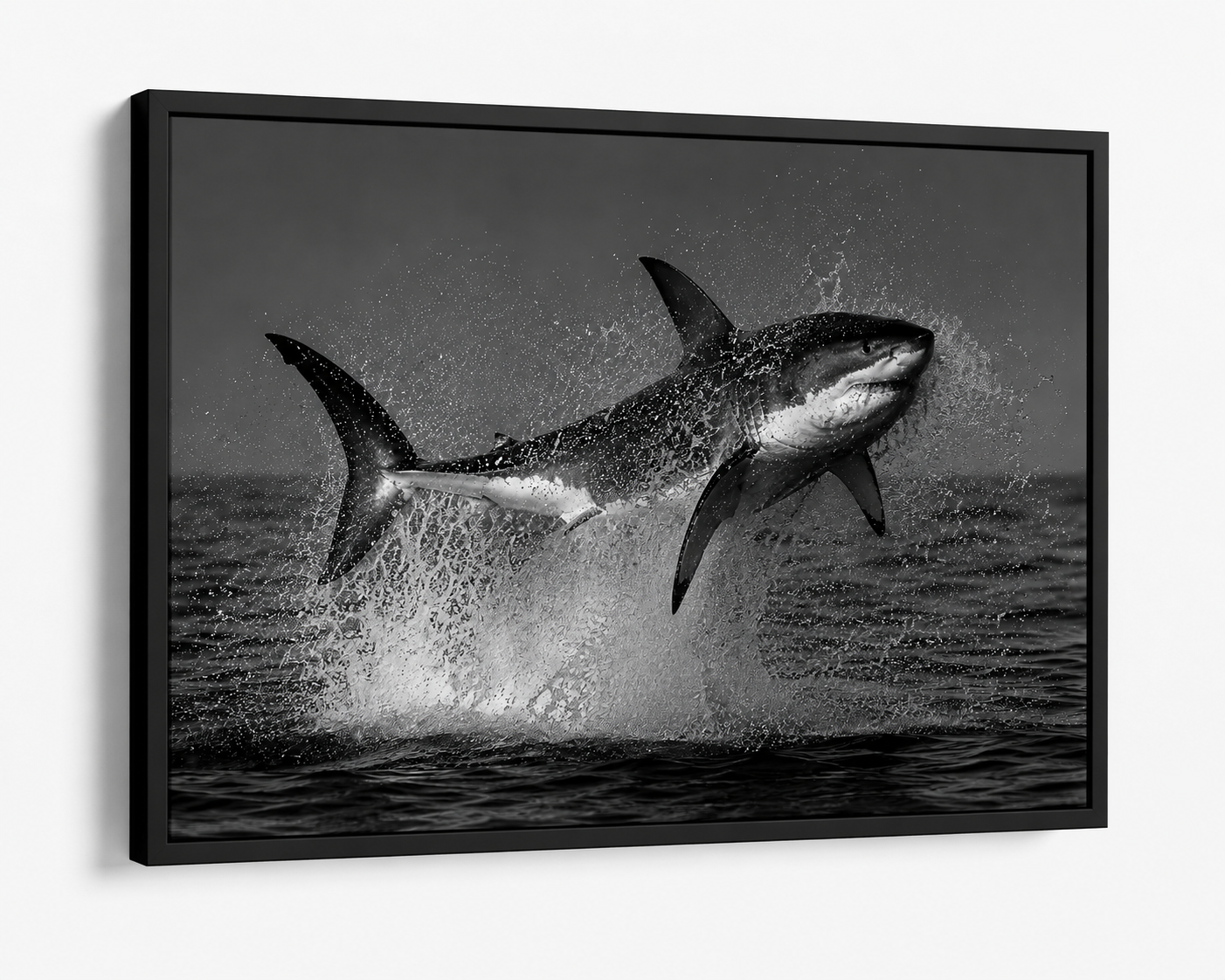 The Great White Shark Breach