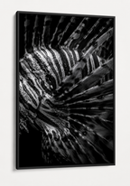 The Lionfish Pattern