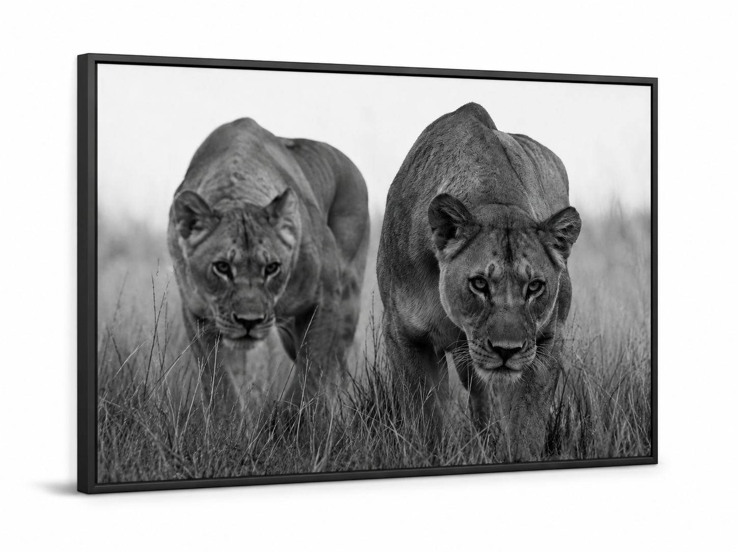 Lionesses Together