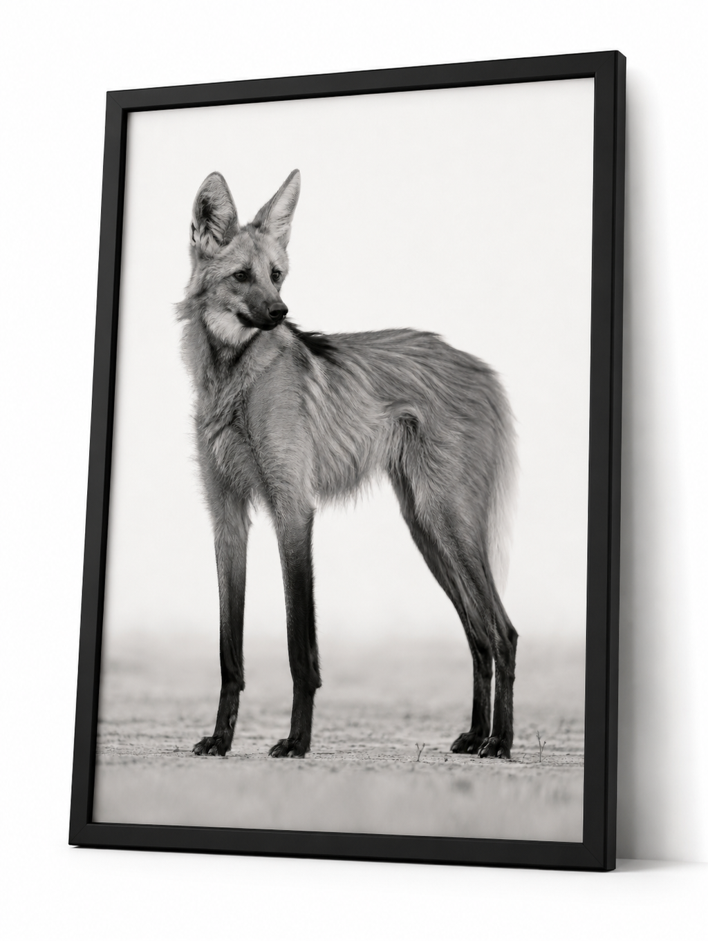 The Maned Wolf