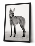 The Maned Wolf