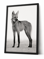 The Maned Wolf