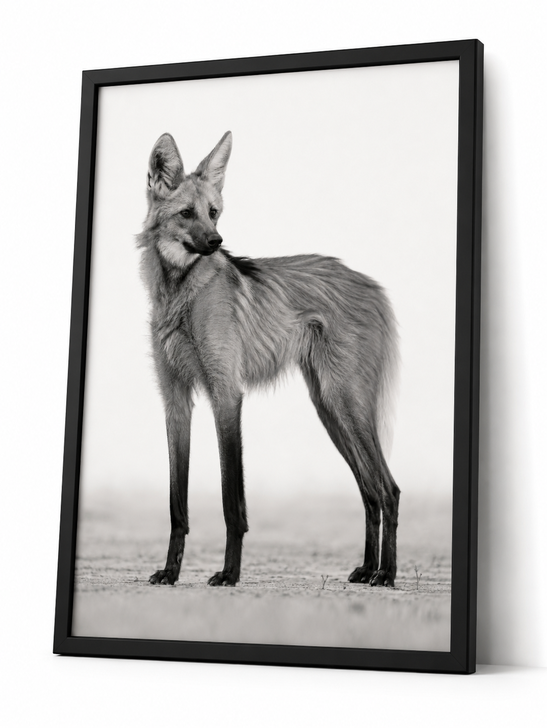 The Maned Wolf
